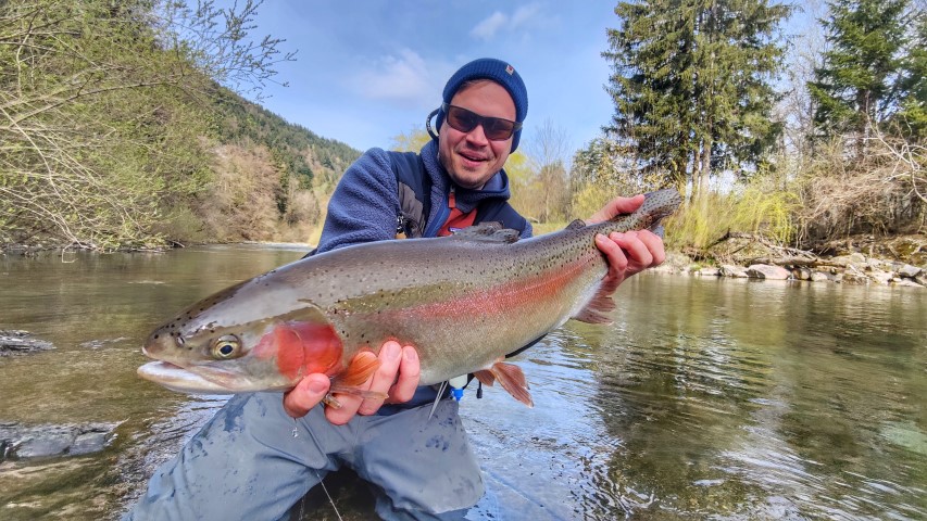 Male rainbow trout Sav.